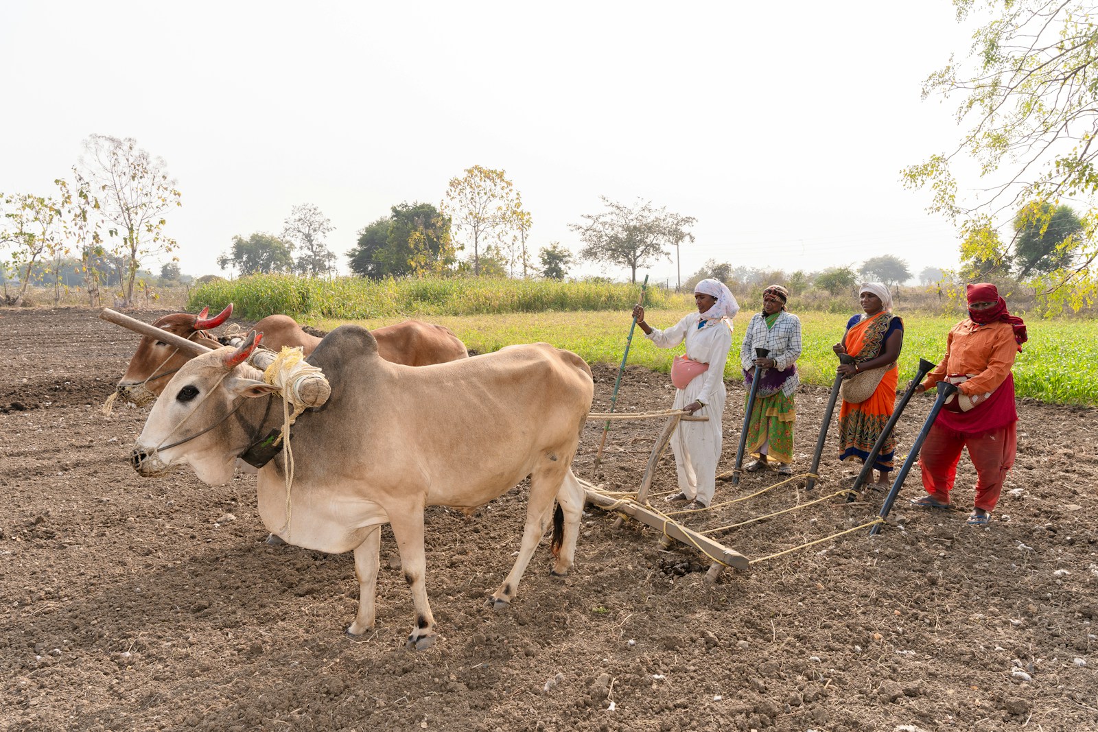 Photo by EqualStock a group of people standing around a cow in a field