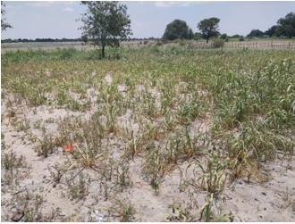 Stunted crop growth in Etayi constituency, Namibia February 2024. Stunted crop growth in Etayi constituency, Namibia February 2024.