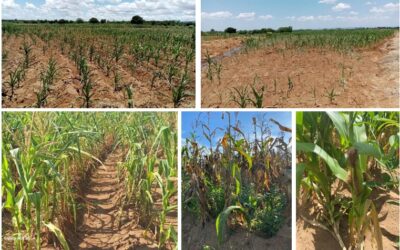 GEOGLAM CROP MONITOR SPECIAL ALERTS – SOUTHERN AFRICA EL NIñO INDUCED DROUGHT