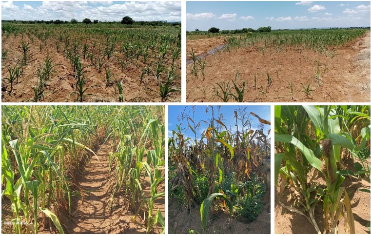 Drough affected crop growth status Figure 4: Top Left: Water stressed and stunted maize crop in Nsanje (Southern) Malawi (February 2024) Source: MoA Malawi. Top Right: Wilted maize crop in Nsaje (Southern) Malawi (February 2024) Source: MoA Malawi. Bottom Left: Stressed maize crop in Nkhotakota (Central) Malawi (February 2024) Source: MoA Malawi. Bottom Central & Right: Stressed maize crop in Southern Malawi. Source: FEWS NET